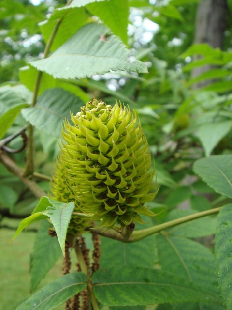 Platycaria longipes fruit